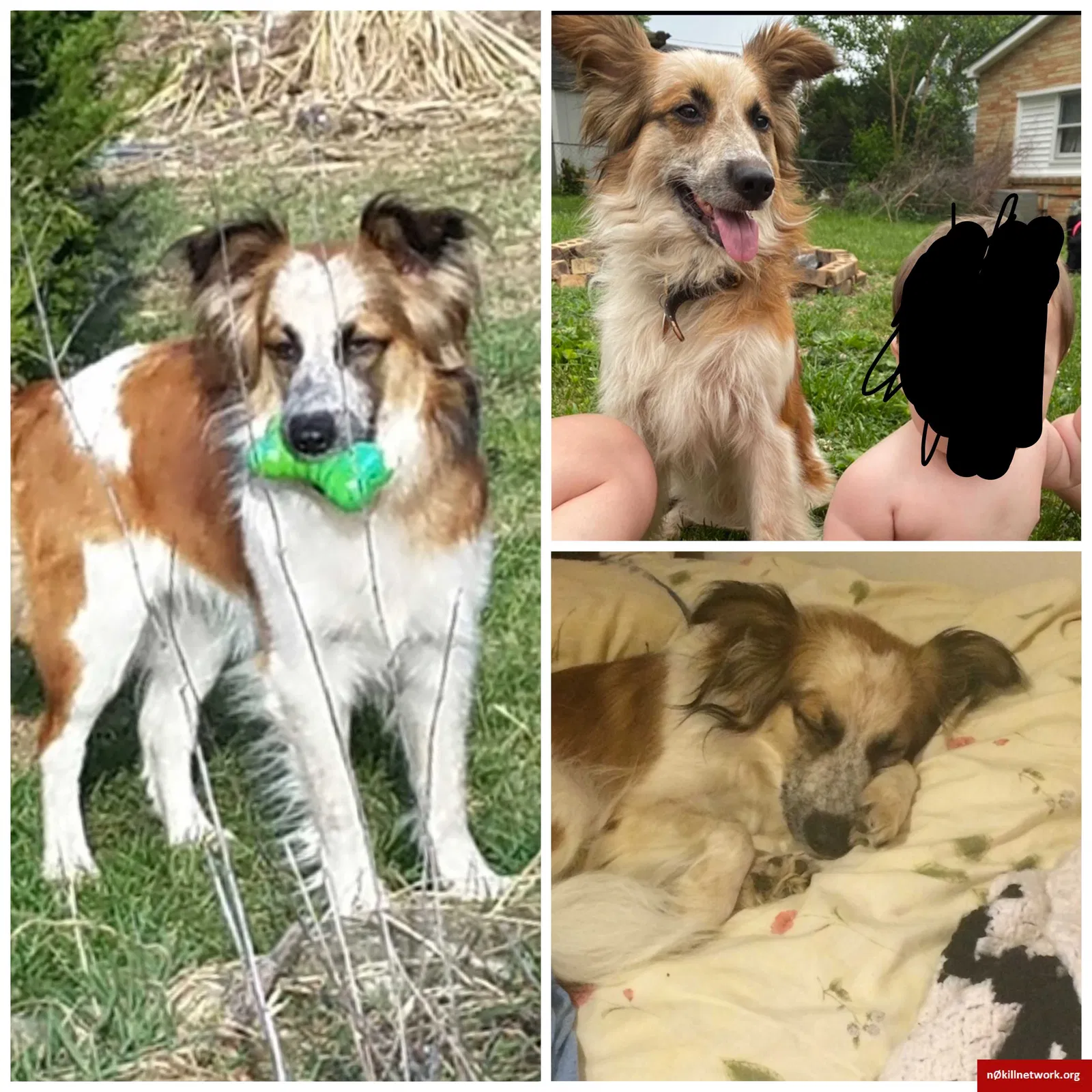 Lost dog in Anderson, IN, 46017