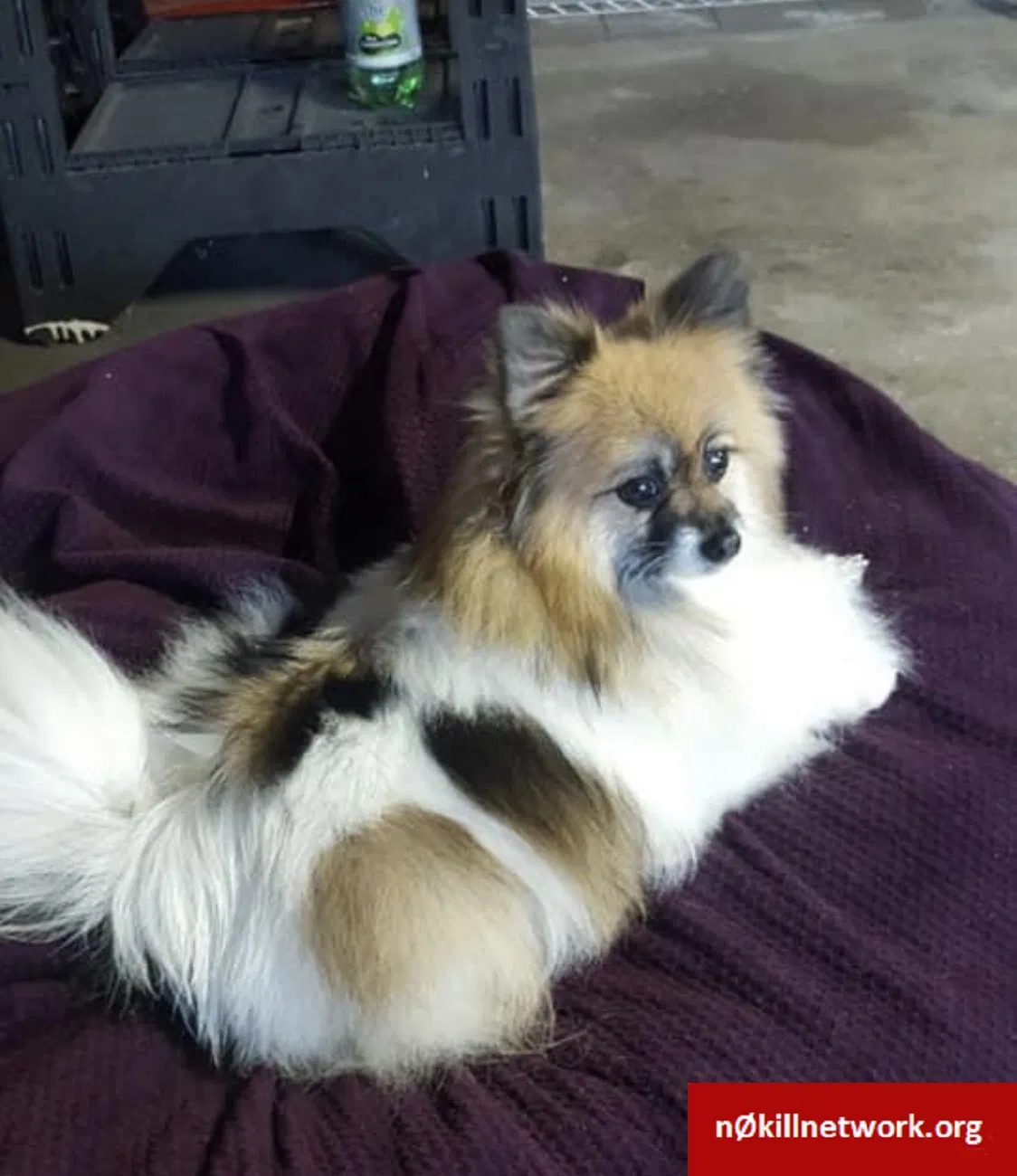 Lost dog in Galt, CA, 95632