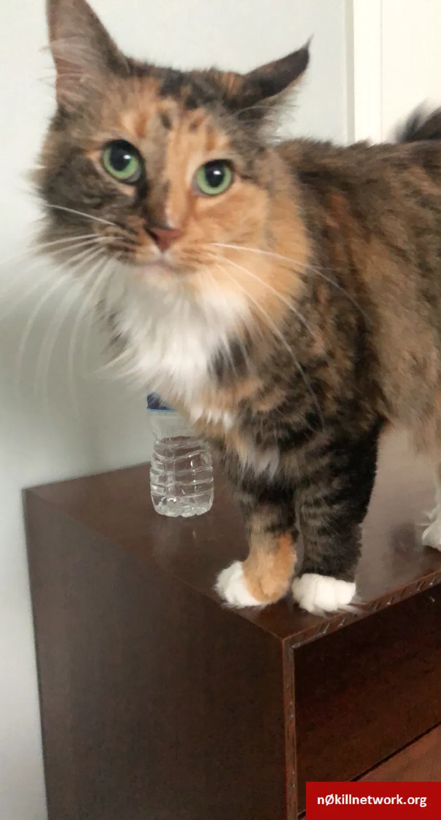 Lost cat in Fort Wayne, IN, 46845