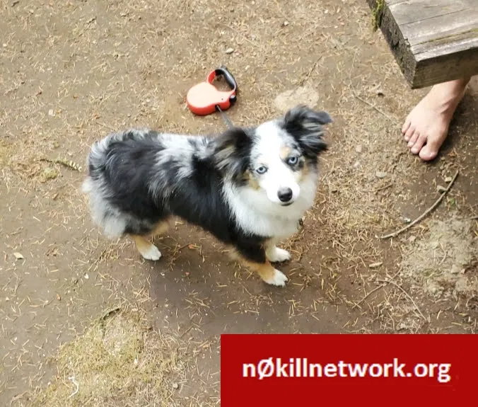 Lost dog in Lebanon, OR, 97355