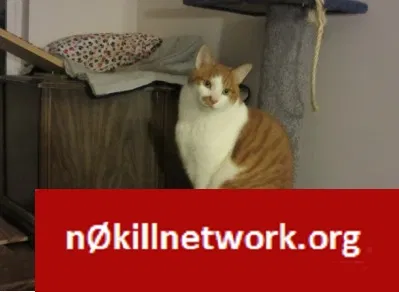 Lost cat in Hurricane, UT, 84737