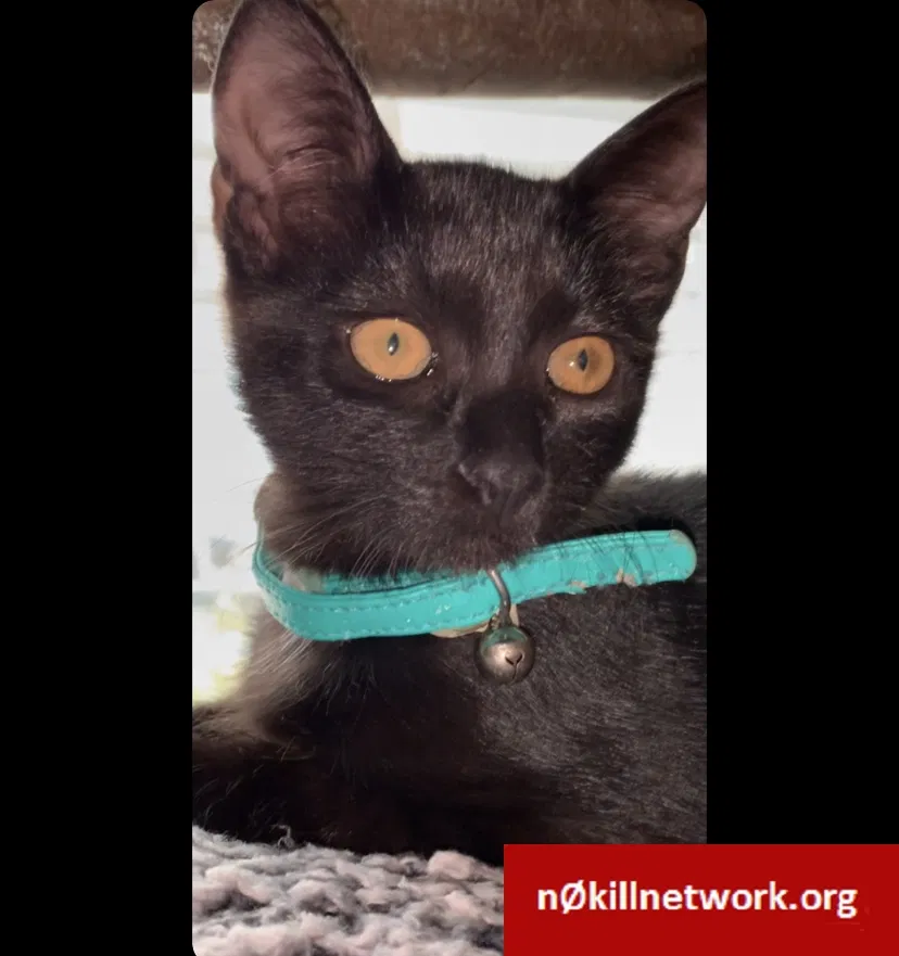 Lost cat in El Paso, TX, 79934