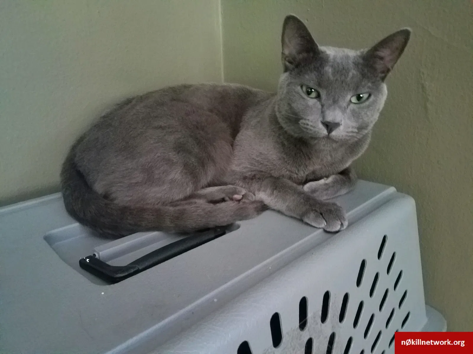 Lost cat in Los Angeles, CA, 90027