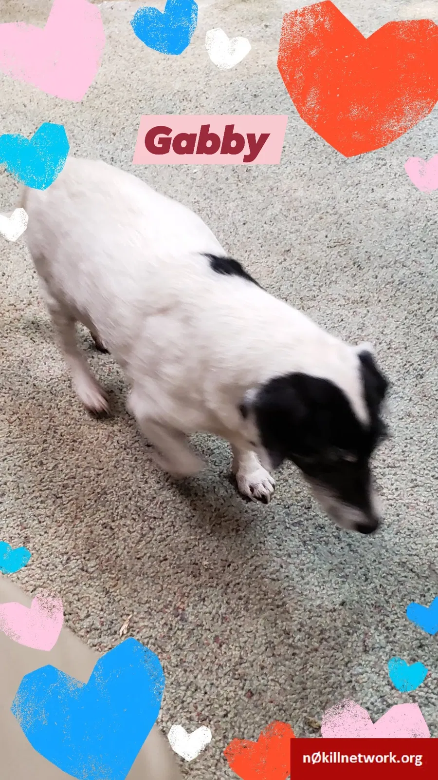 Lost dog in Chesterfield, VA, 23838