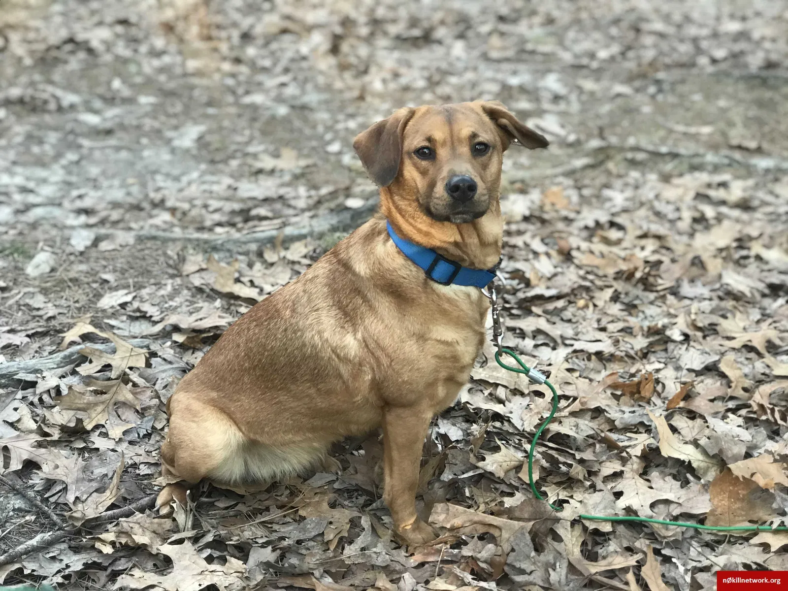 Lost dog in Brookland, AR, 72417