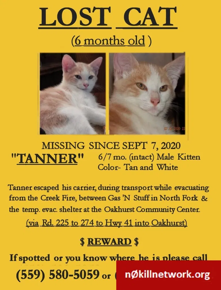 Lost cat in North Fork, CA, 93643
