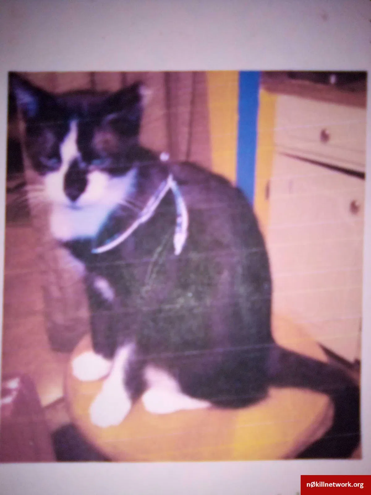 Lost cat in Axtell, TX, 76624