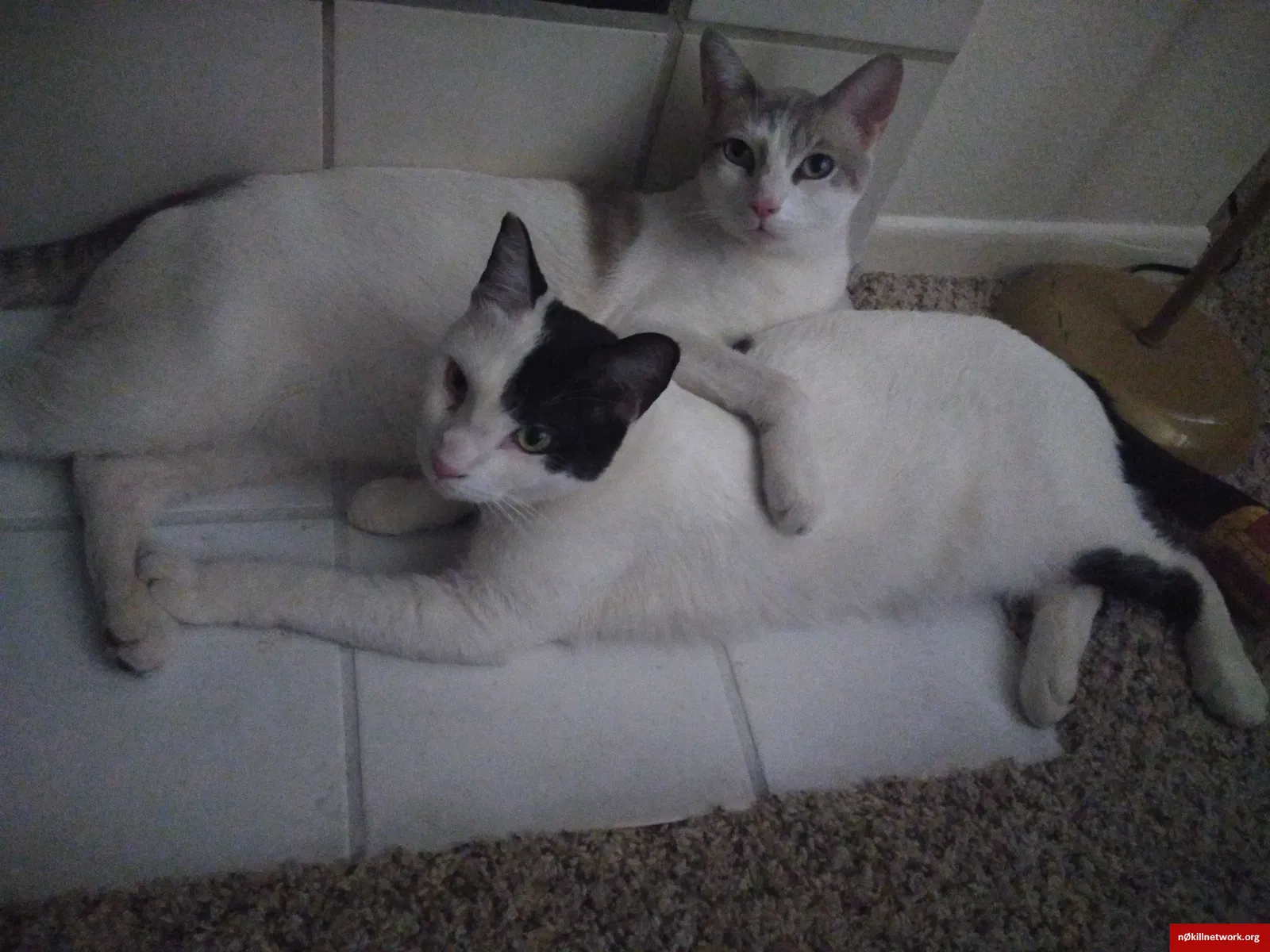 Lost cat in Phoenix, AZ, 85044