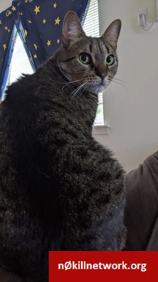 Lost cat in Media, PA, 19063
