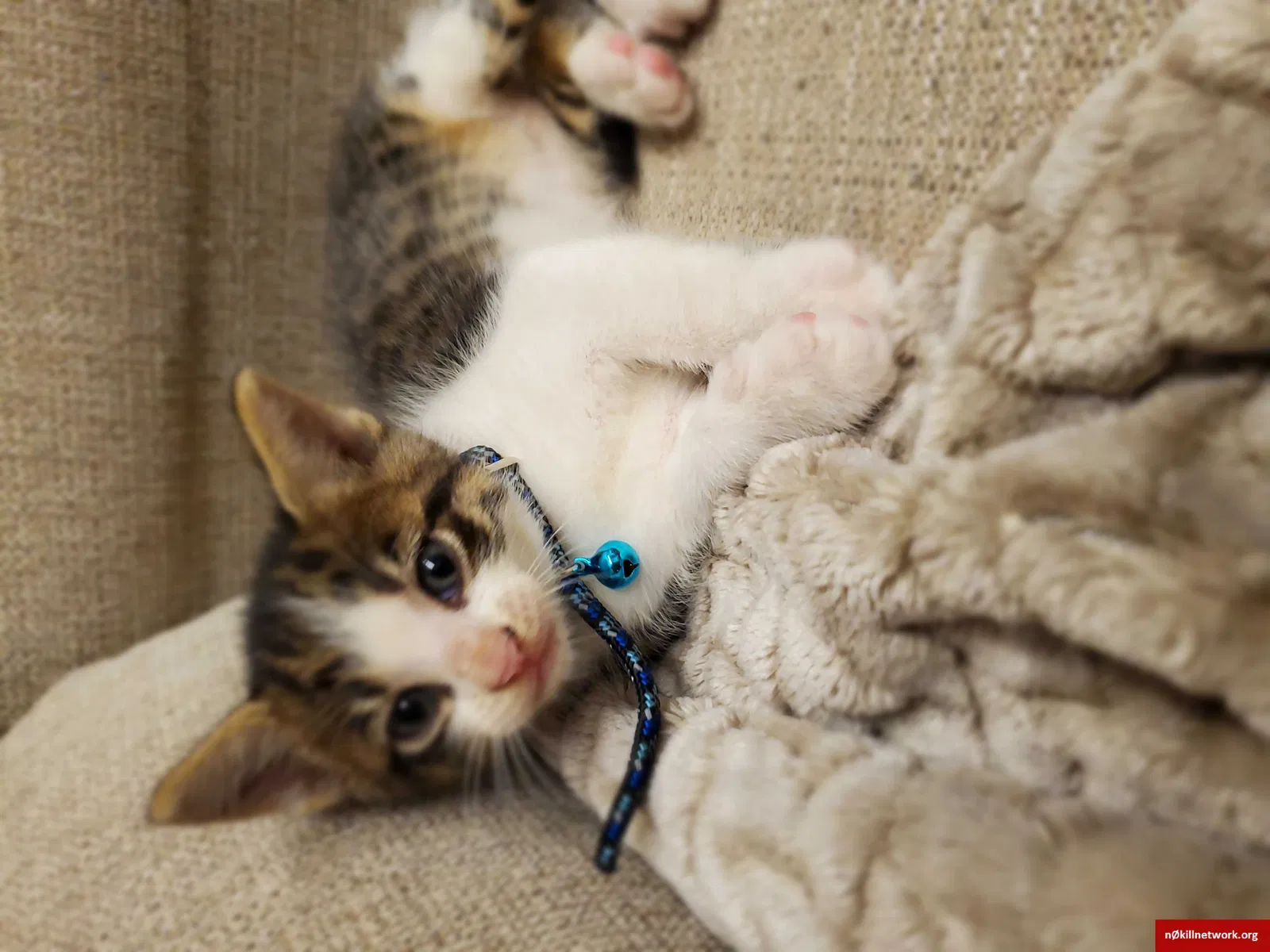 Lost cat in Derby, CT, 6418