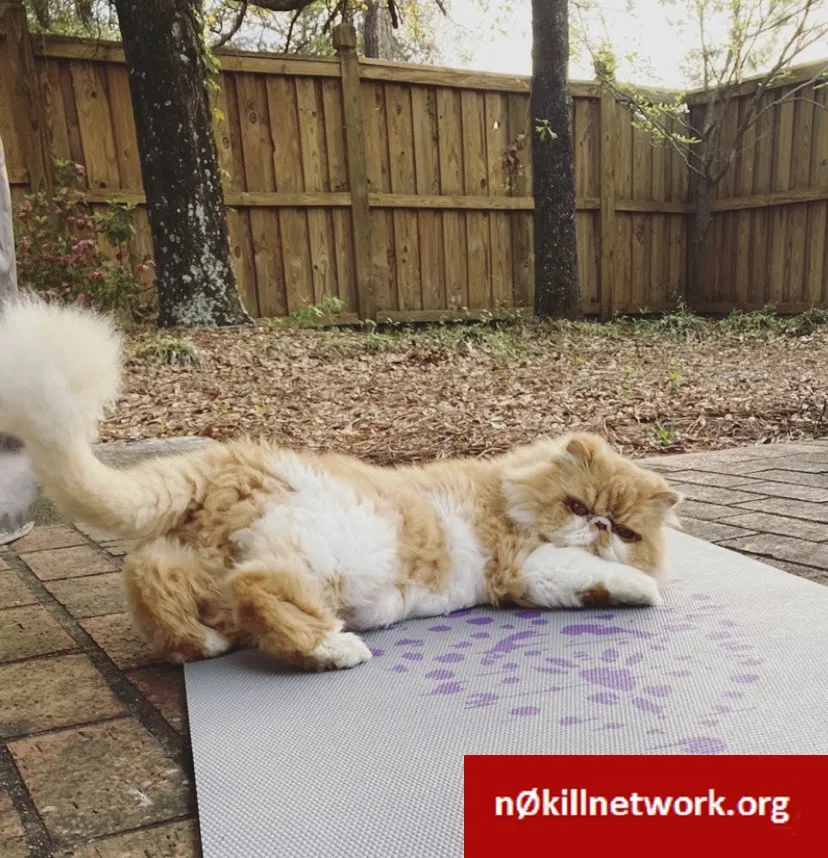 Lost cat in Wilmington, NC, 28405