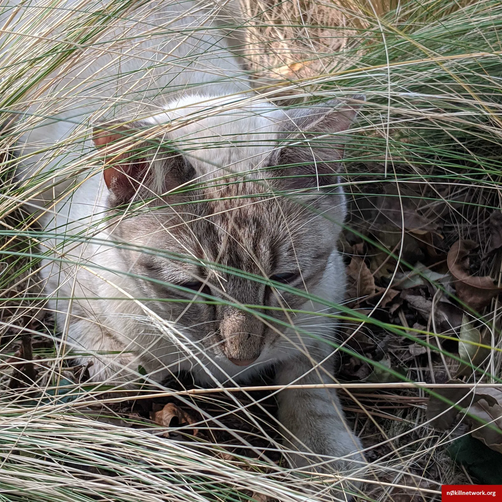 Found cat in Oklahoma City, OK, 73122