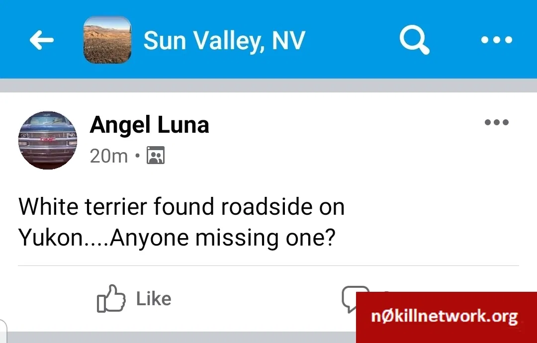 Lost dog in Reno, NV, 89506