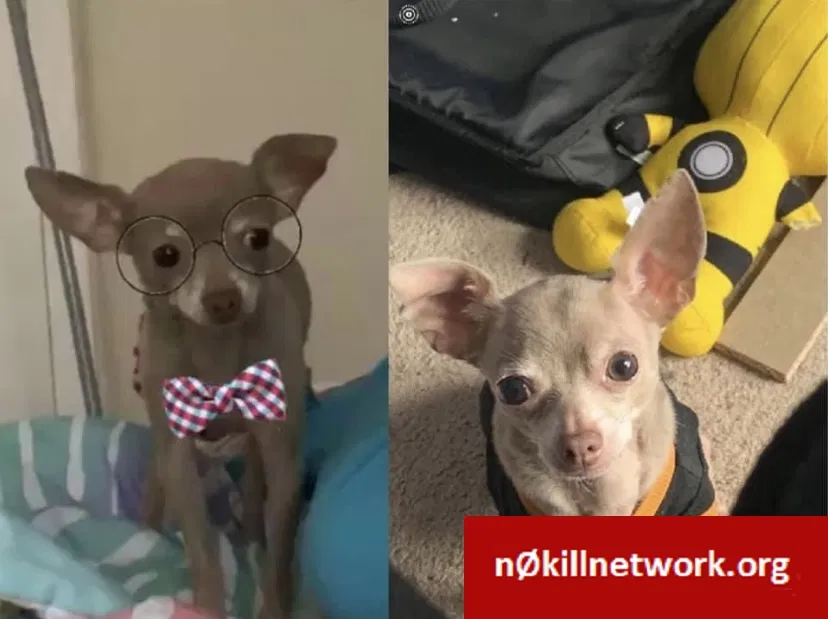 Lost dog in Waldorf, MD, 20603
