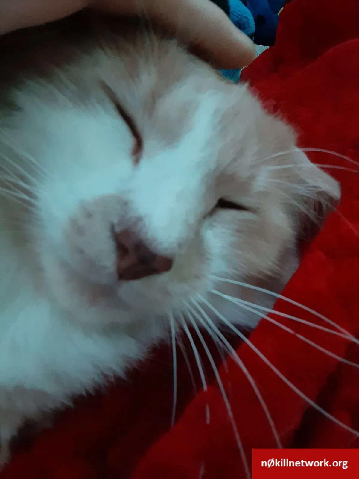 Lost cat in Acworth, GA, 30102
