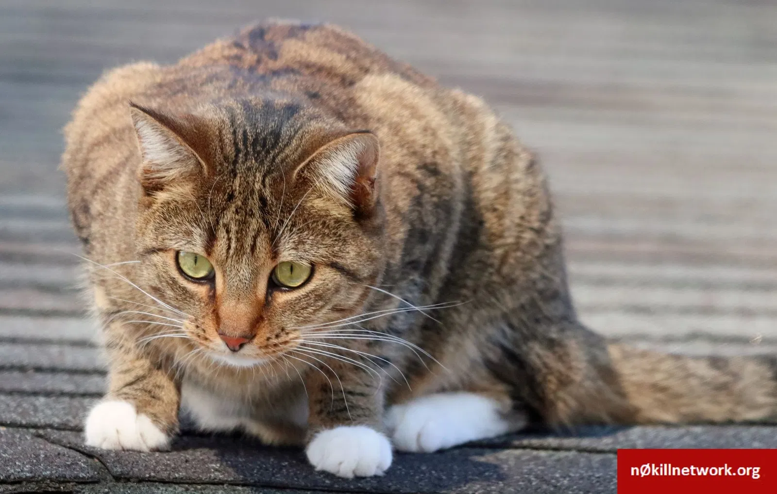 Lost cat in East Brunswick, NJ, 8816