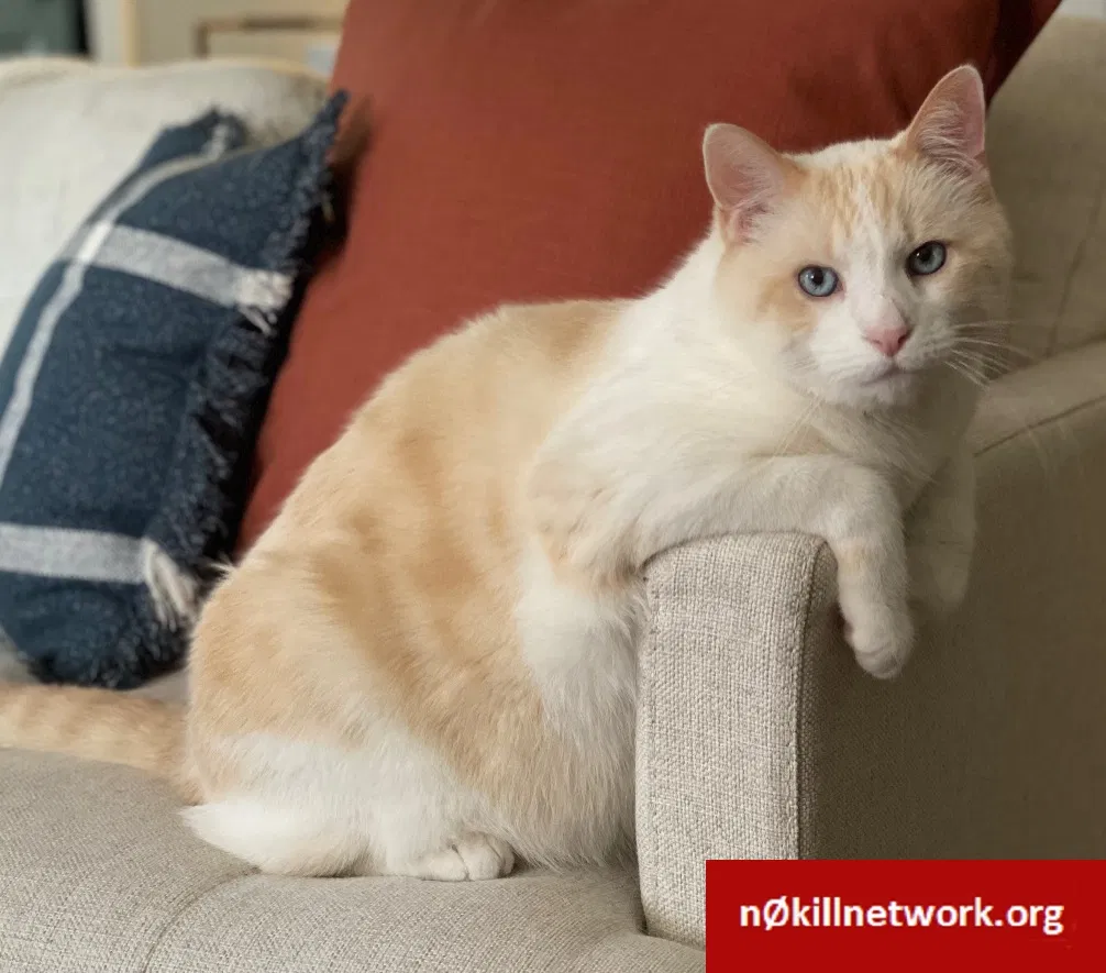 Lost cat in Pittsburgh, PA, 15238