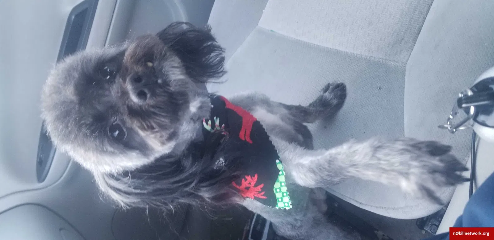 Lost dog in Detroit, MI, 48221