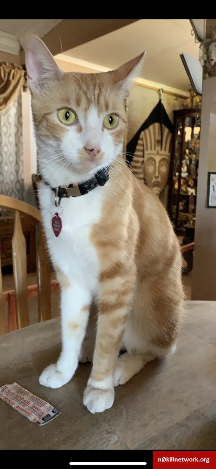 Lost cat in Montclair, CA, 91763