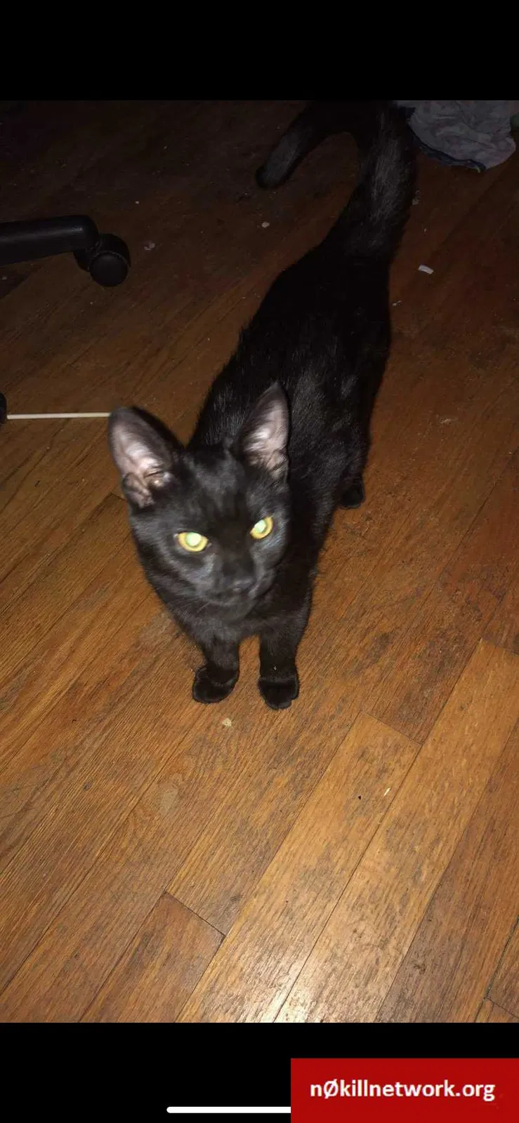 Lost cat in Brookfield, WI, 53045