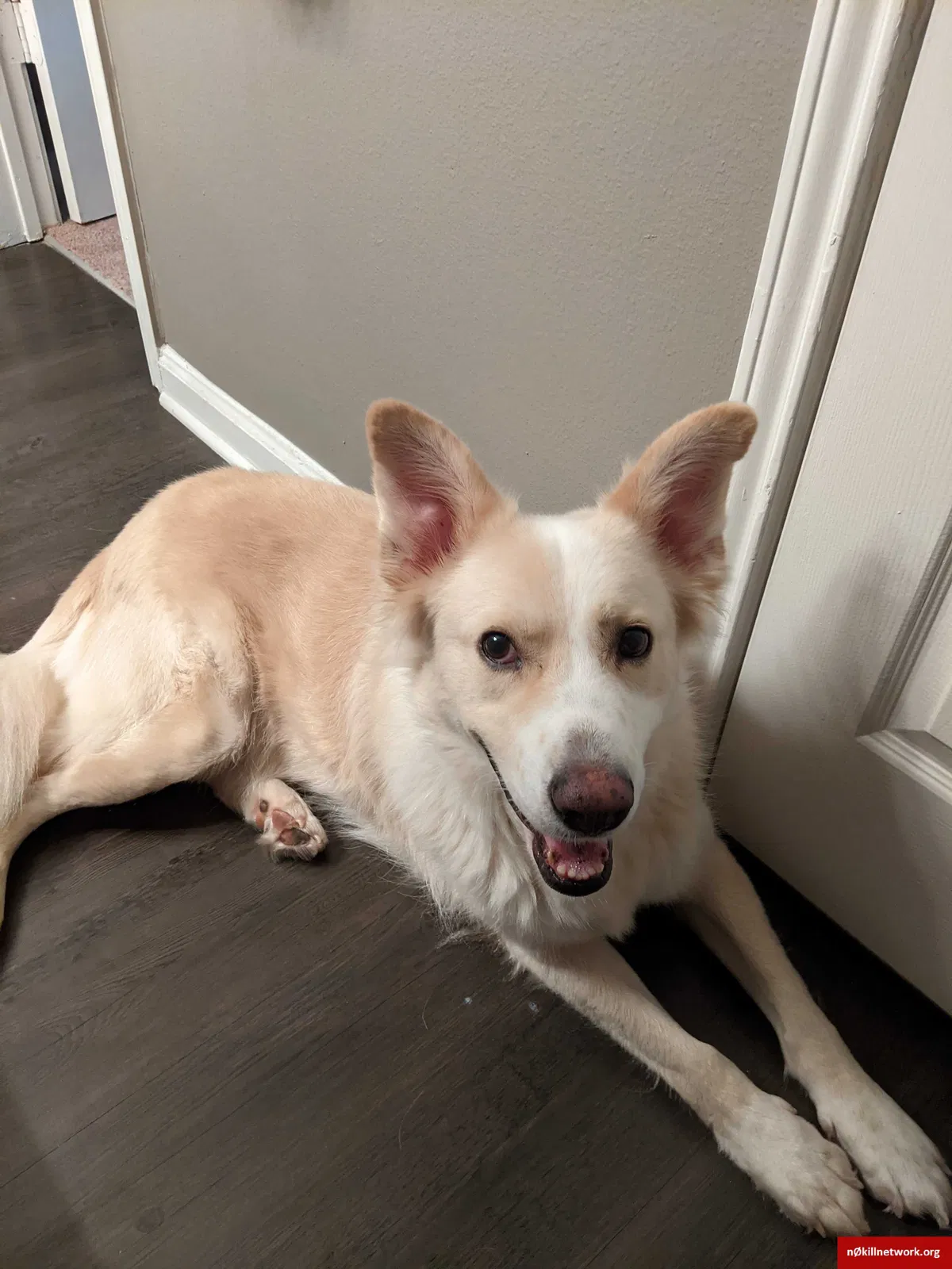 Lost dog in Huntersville, NC, 28078