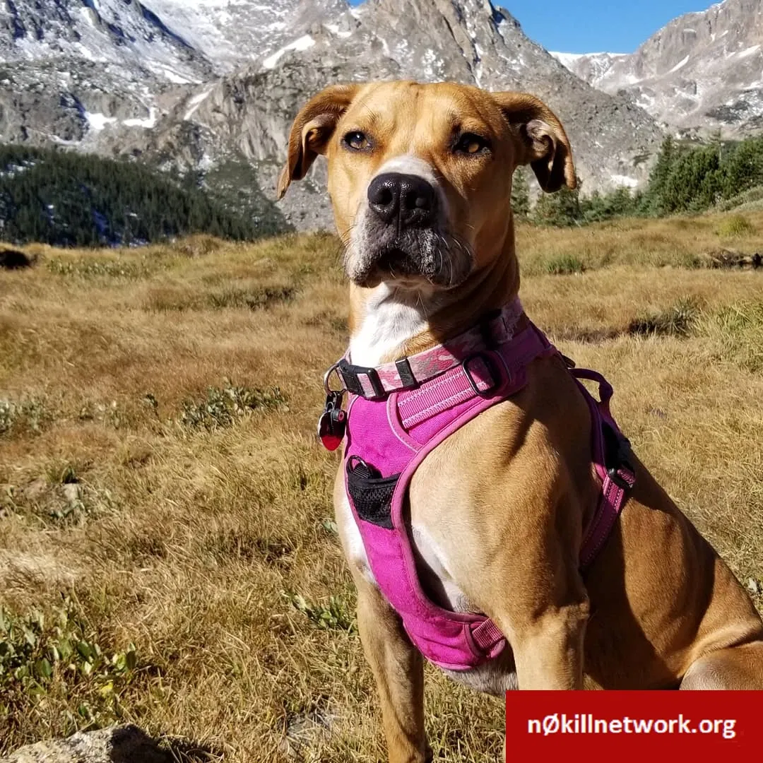 Lost dog in Denver, CO, 80226