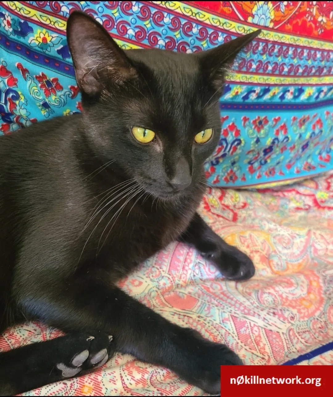 Lost cat in Buda, TX, 78610