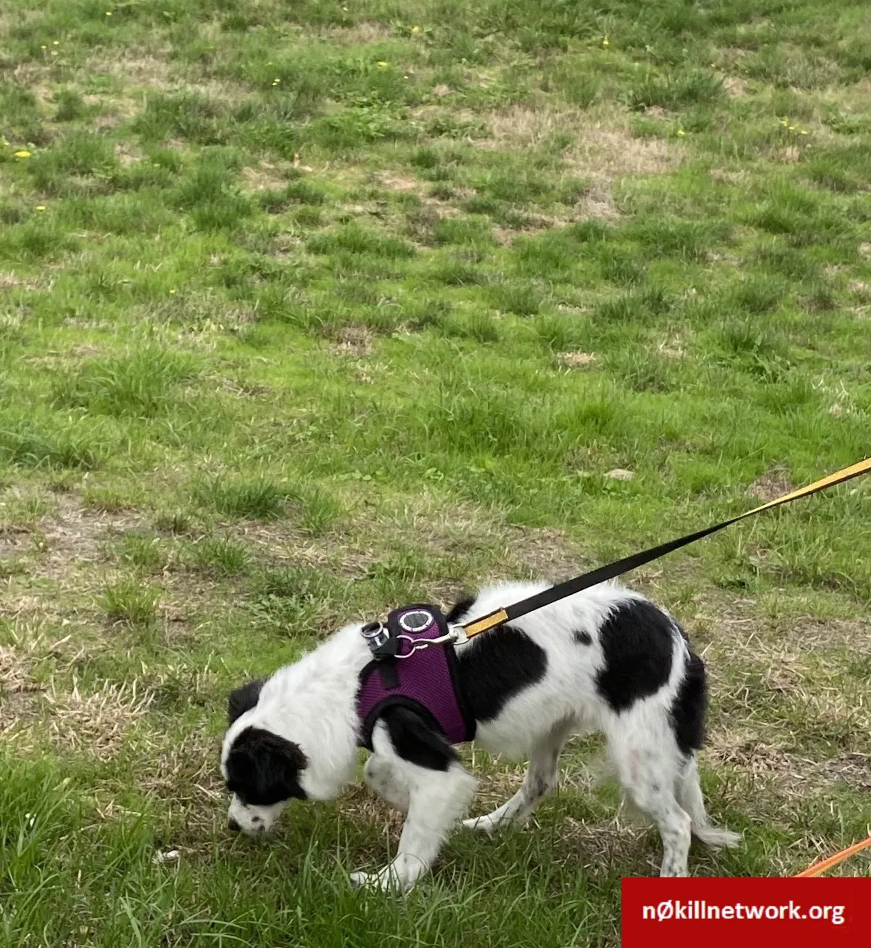 Lost dog in Portland, OR, 97229