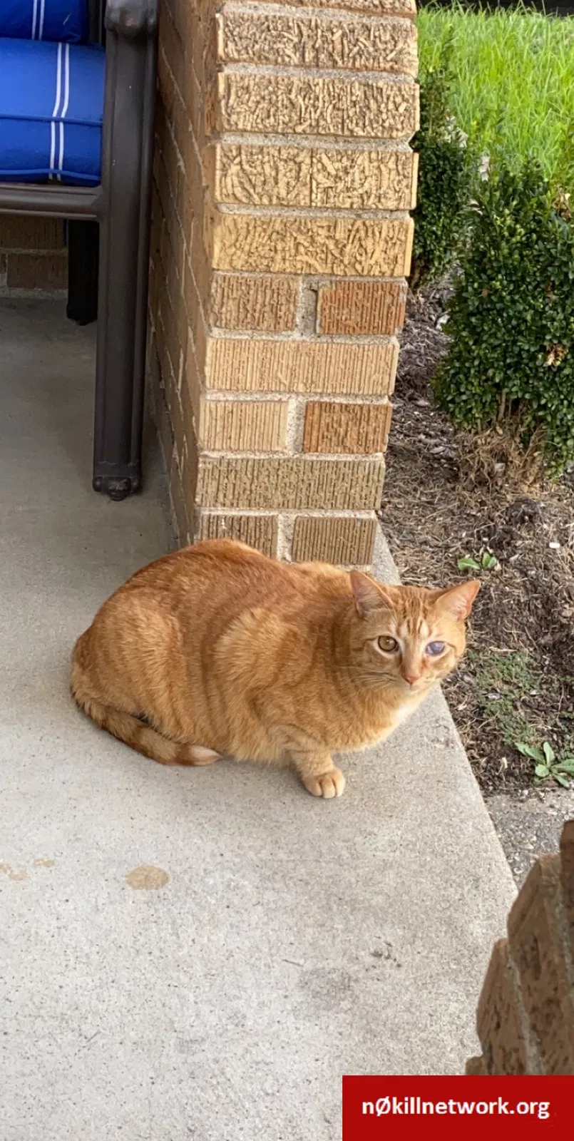 Lost cat in Cincinnati, OH, 45238