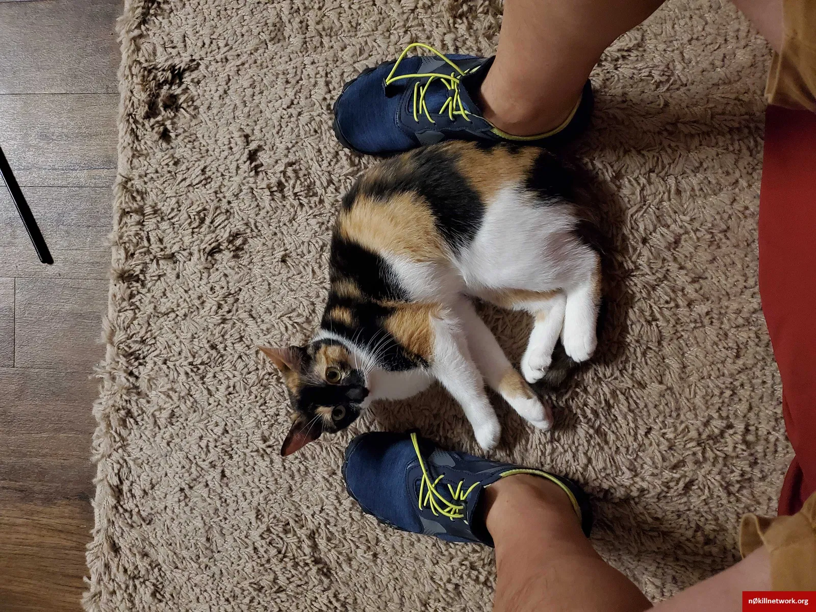 Lost cat in Austin, TX, 78746
