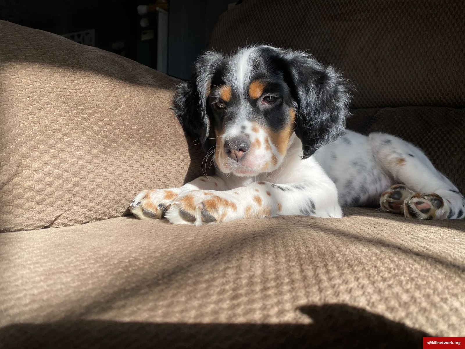 Lost dog in Racine, WI, 53406