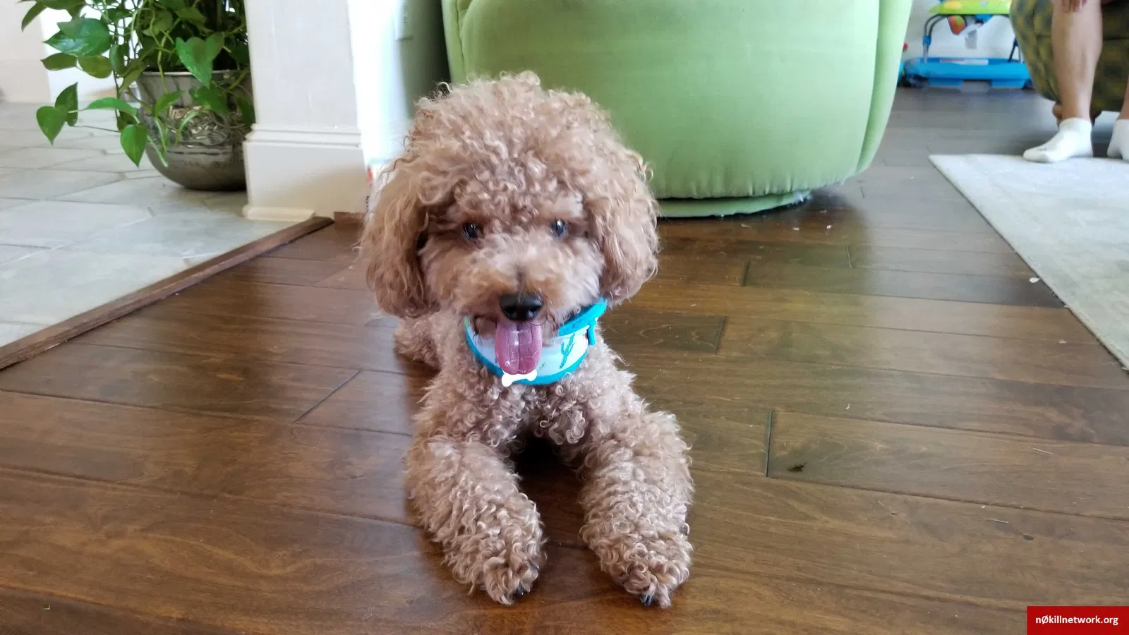 Lost dog in Houston, TX, 77002