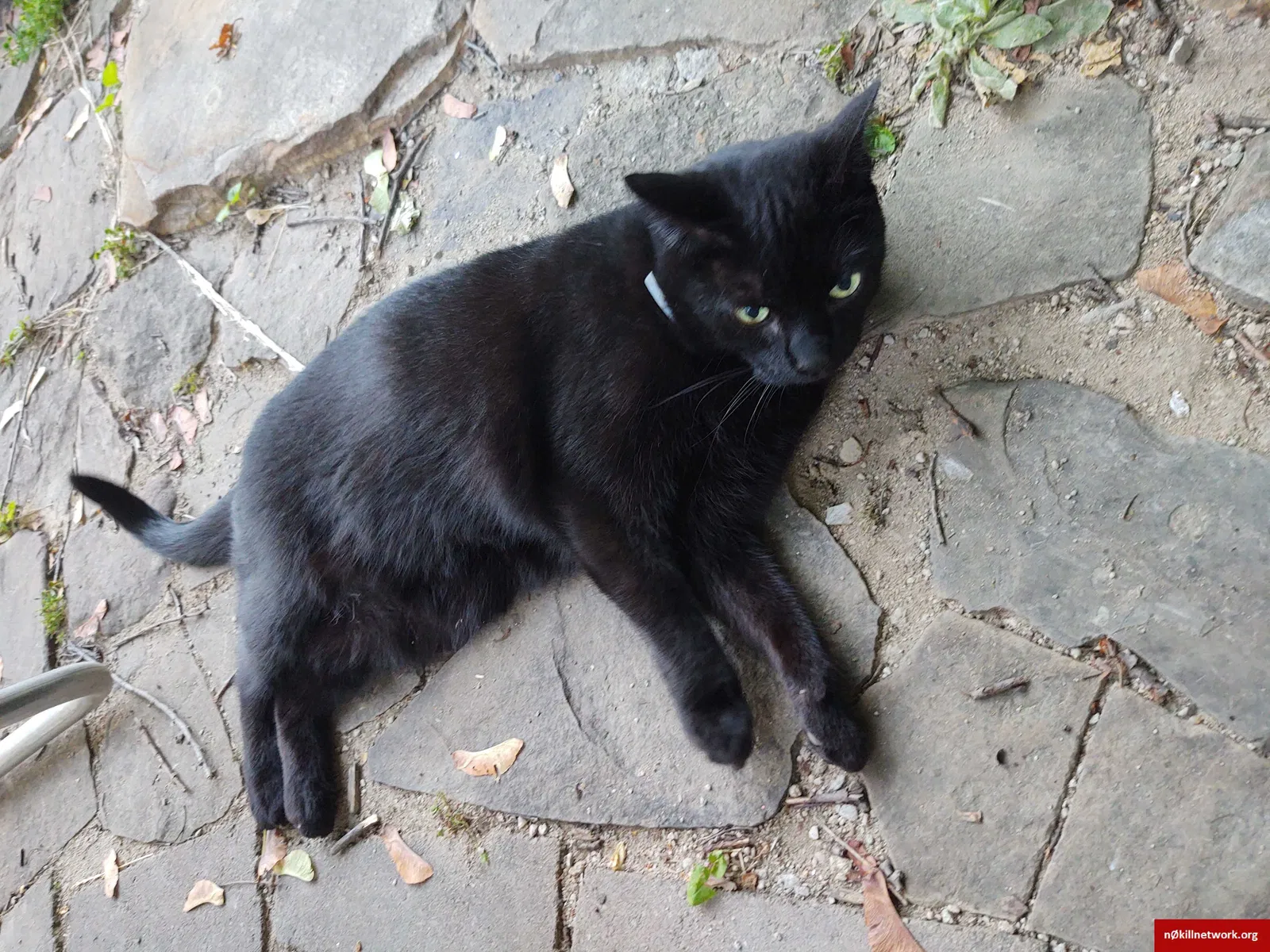 Lost cat in Rochester, NY, 14617