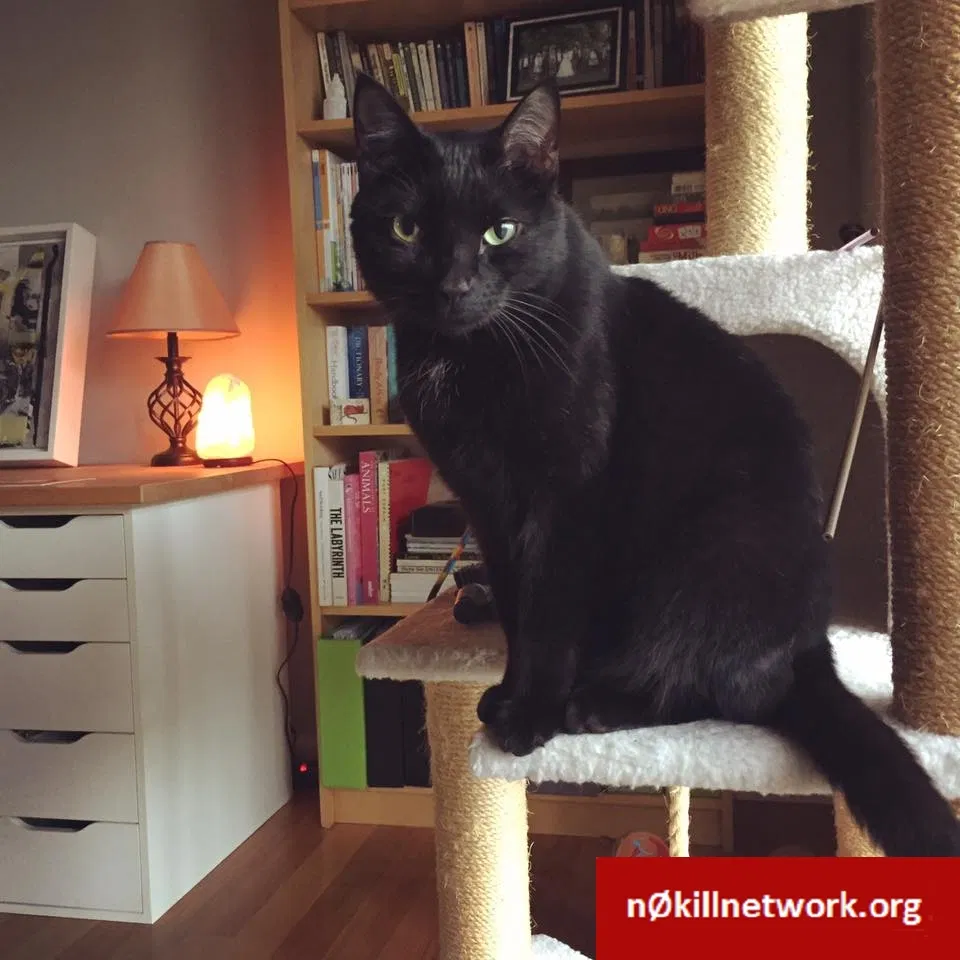 Lost cat in Atlanta, GA, 30324
