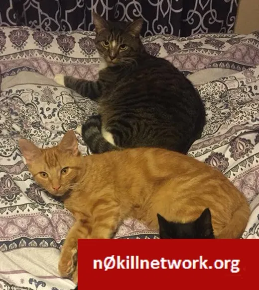 Lost cat in Dayton, OH, 45449
