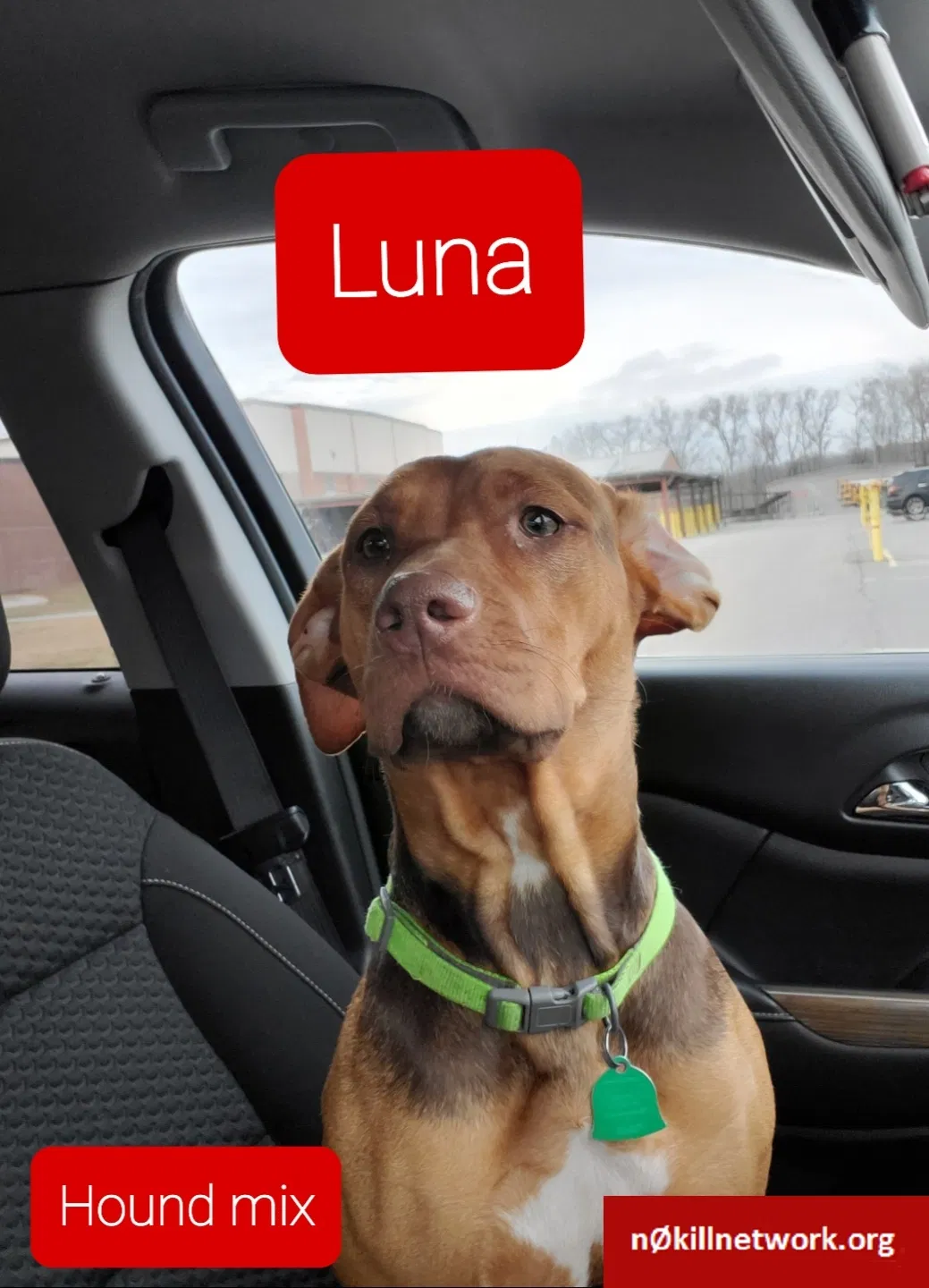 Lost dog in Cabot, AR, 72023