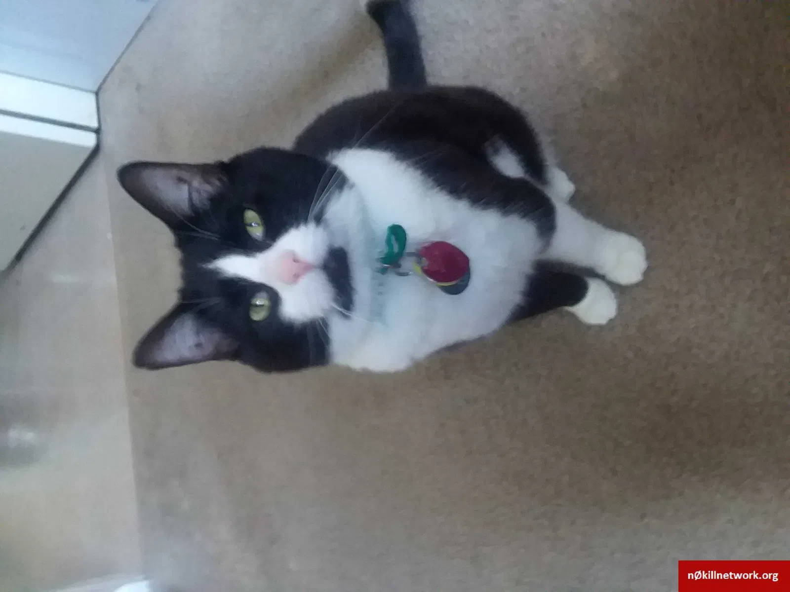 Lost cat in Columbus, OH, 43202