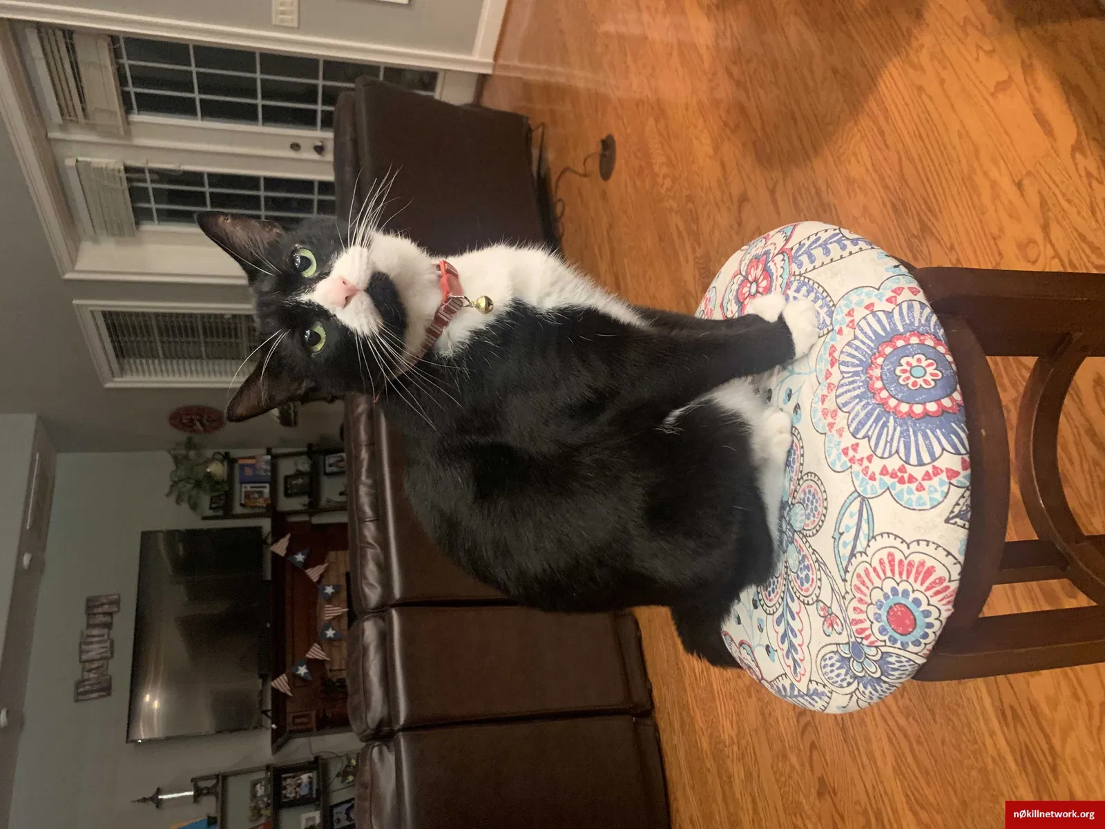 Lost cat in Lakeland, FL, 33813