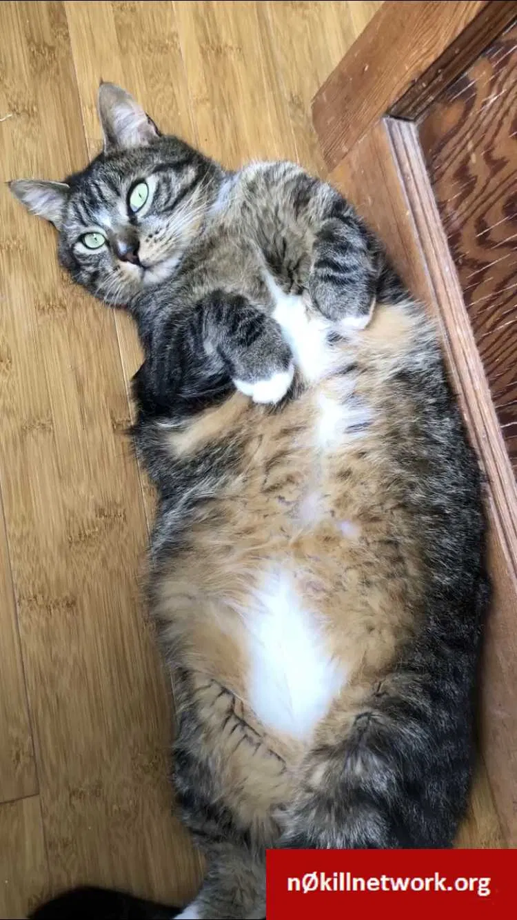 Lost cat in Portland, OR, 97214
