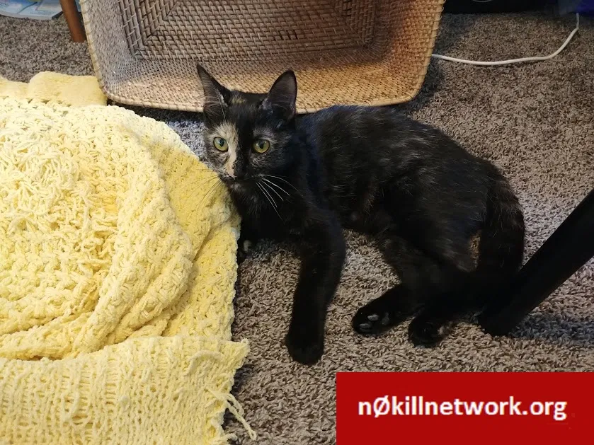 Lost cat in Anoka, MN, 55303
