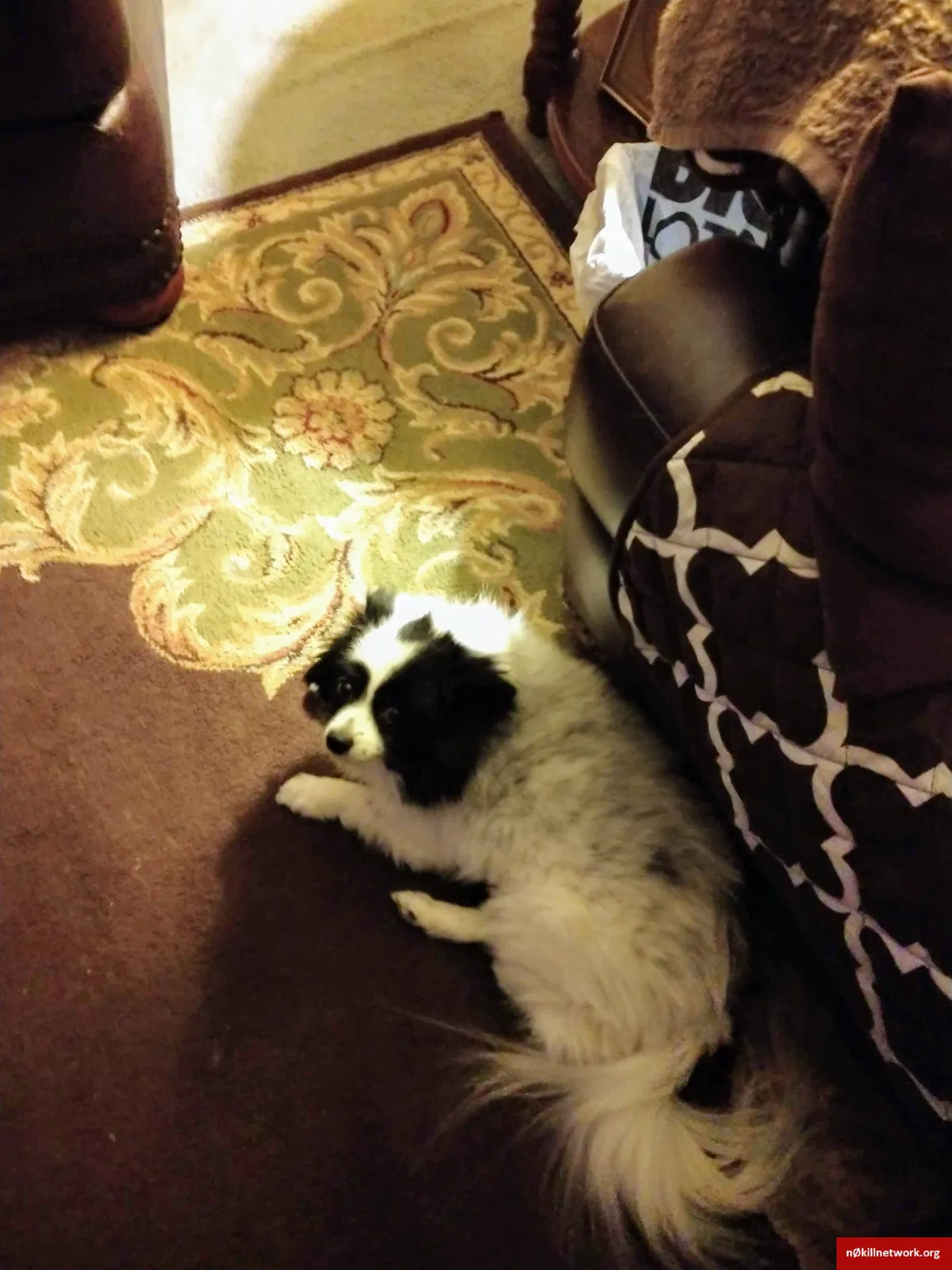 Lost dog in Wichita, KS, 67203