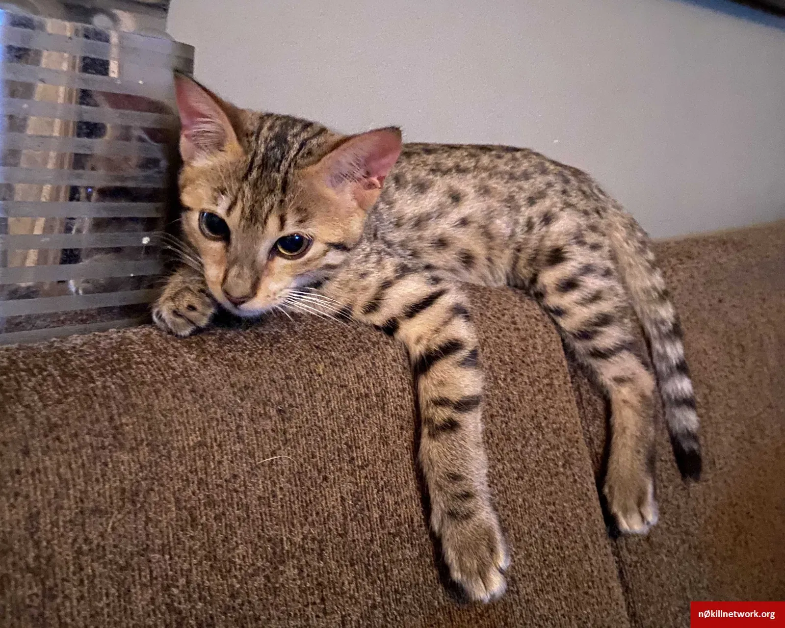 Lost cat in San Diego, CA, 92116
