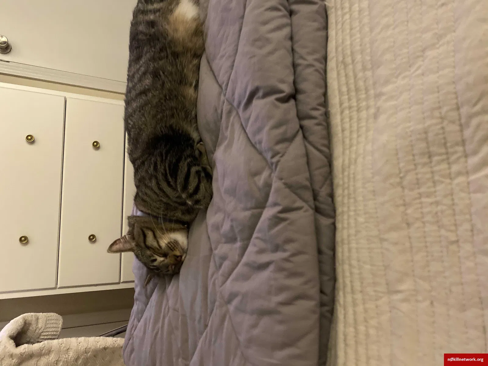 Lost cat in Lewisville, TX, 75077