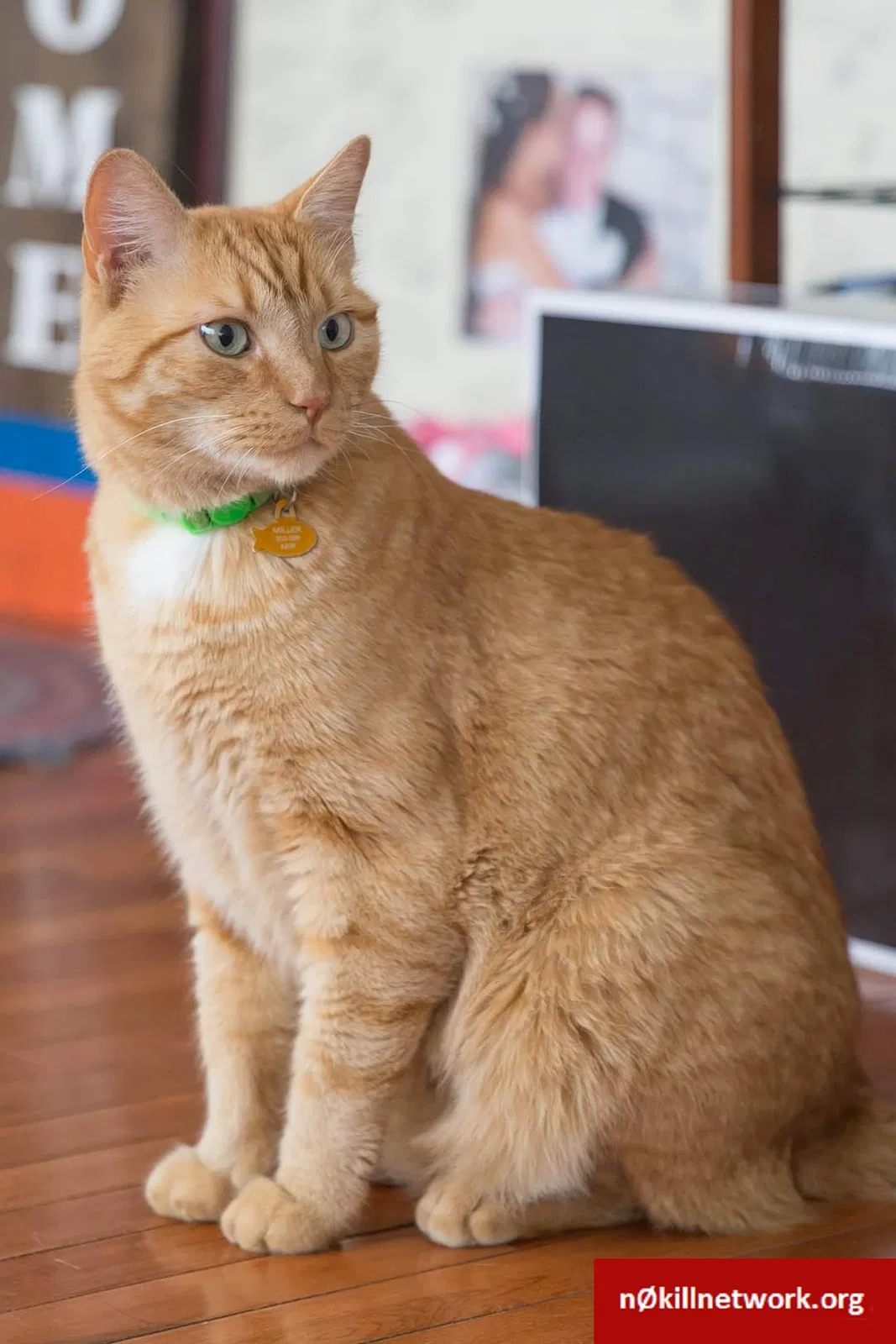 Lost cat in Parker, CO, 80134