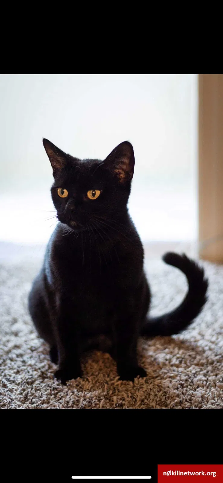 Lost cat in Kenner, LA, 70065