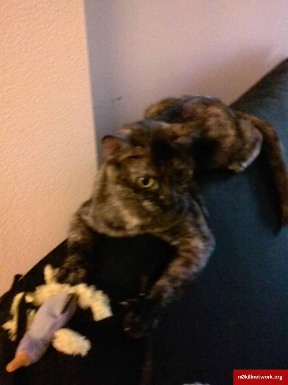 Lost cat in Lake Elsinore, CA, 92532