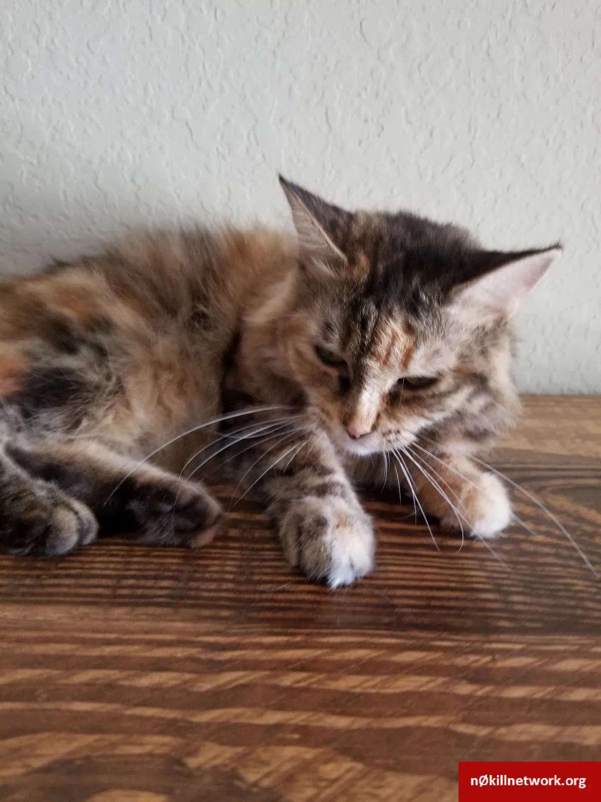 Lost cat in San Antonio, TX, 78257