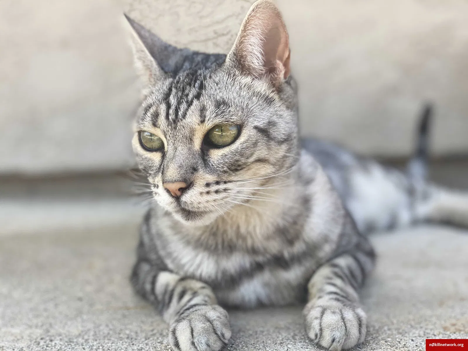 Lost cat in Escondido, CA, 92026