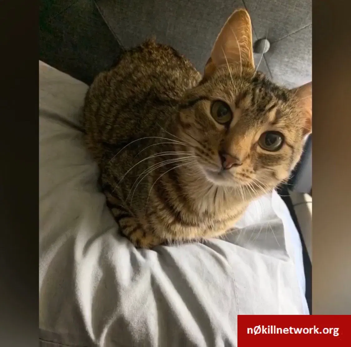 Lost cat in Pottstown, PA, 19464