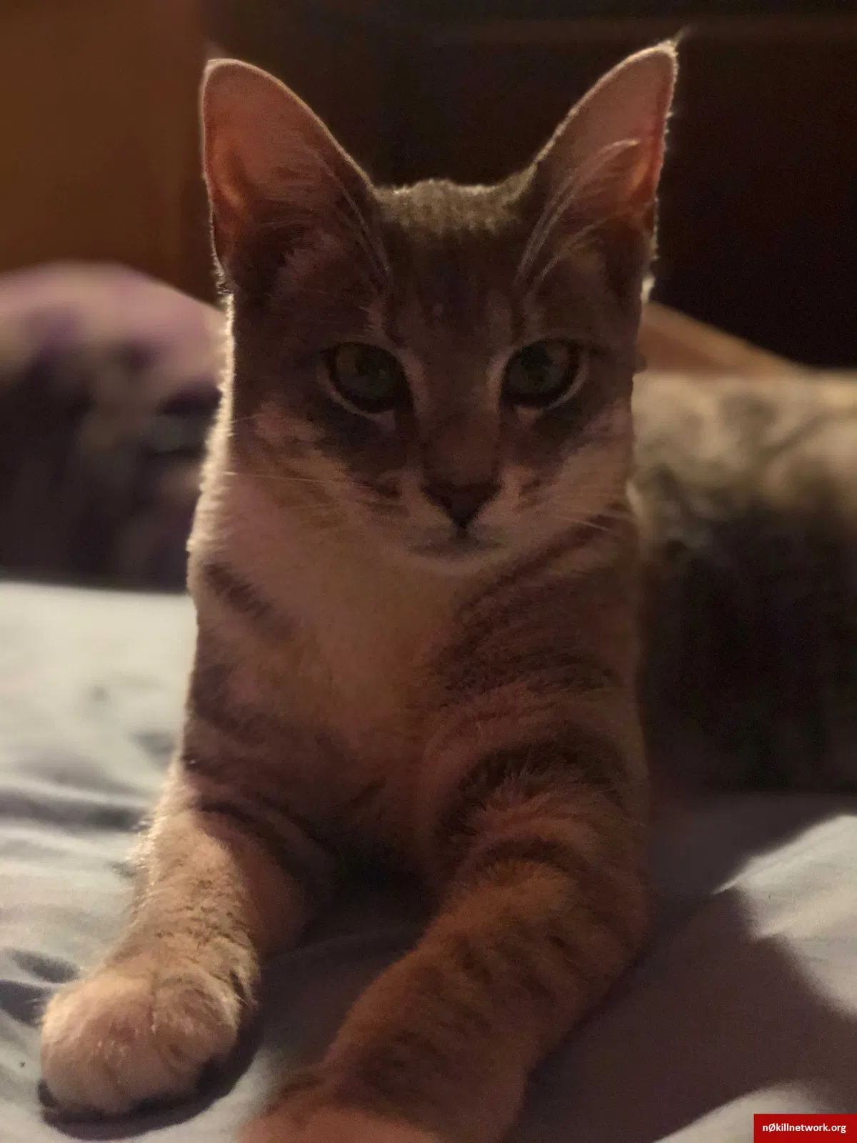 Lost cat in Grottoes, VA, 24441